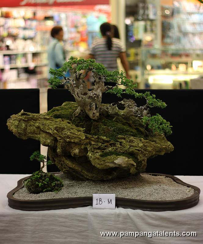 Molave Bonsai - Rock clasping