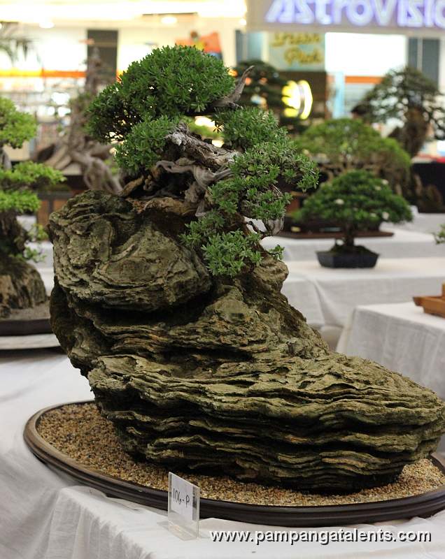 Penjing - Bantigue Bonsai