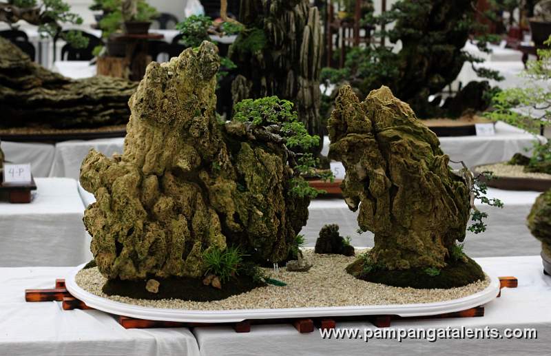 Penjing - Molave Bonsai