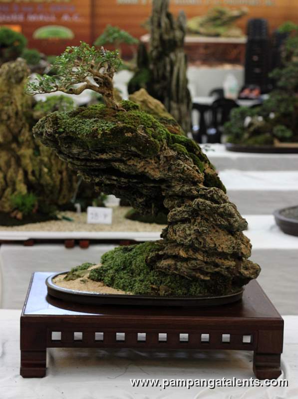 Penjing - Sampaguitang Gubat Bonsai