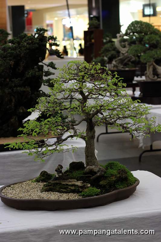 Penjing - Tamarind Bonsai