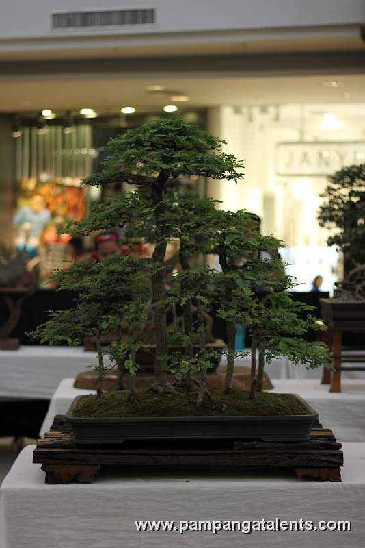 Tamarind Bonsai - Forest
