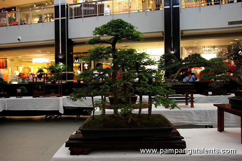 Tamarind Bonsai - Forest