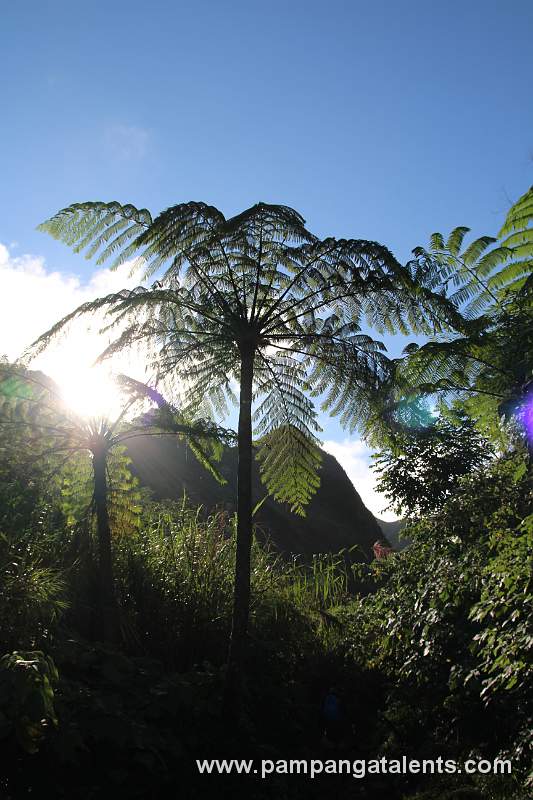 Vegetation
