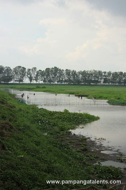 Candaba Swamp