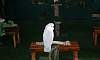 White Cockatoo  Location: Zoo - Tagaytay Cavite Calabarzon