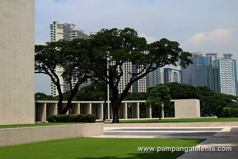 Acacia Tree in Memorial Plaza West Hemicycle in Background.