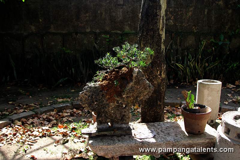 Bonsai display in Baluarte de San Diego