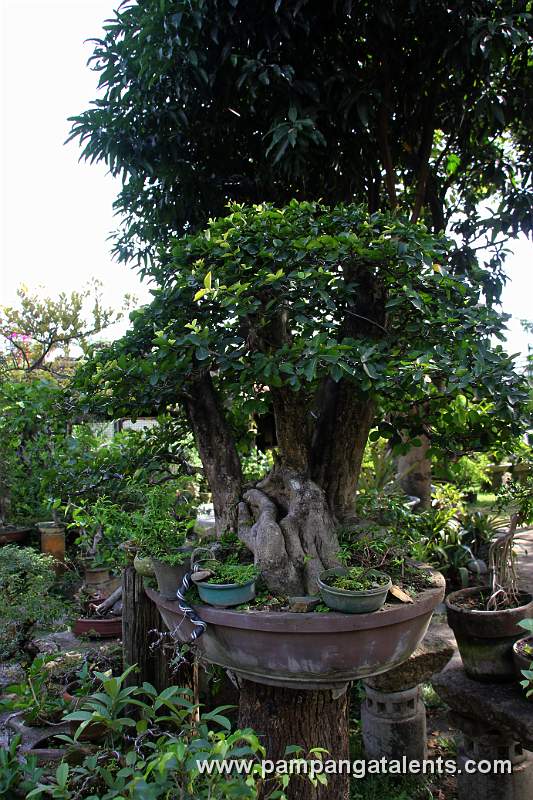 Bonsai display in Baluarte de San Diego