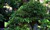 Bonsai display in Baluarte de San Diego  Location: Intramuros - Manila Philippines