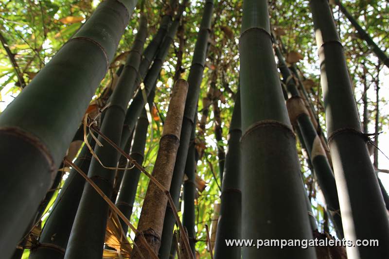 Bayog Bamboo (Phyllostachys nigra)