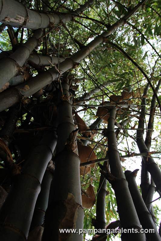 Bayog Bamboo (Phyllostachys nigra)