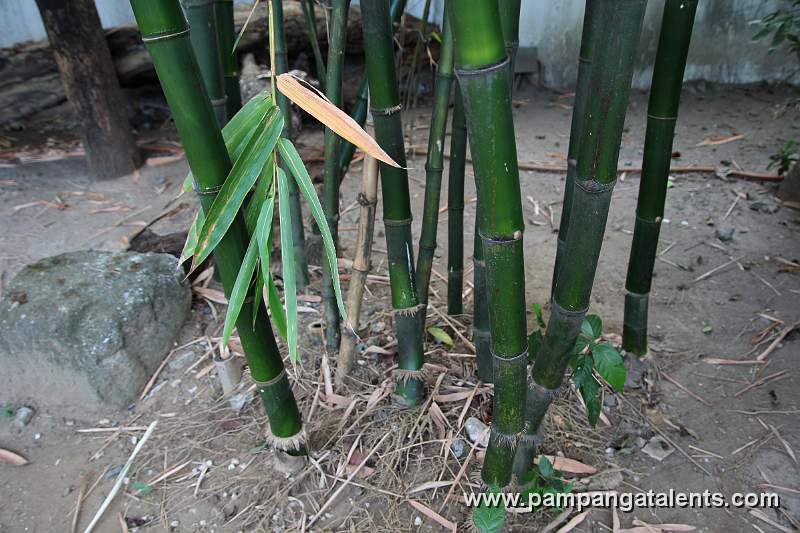 Bikal Bamboo (Dinochloa diffusum)