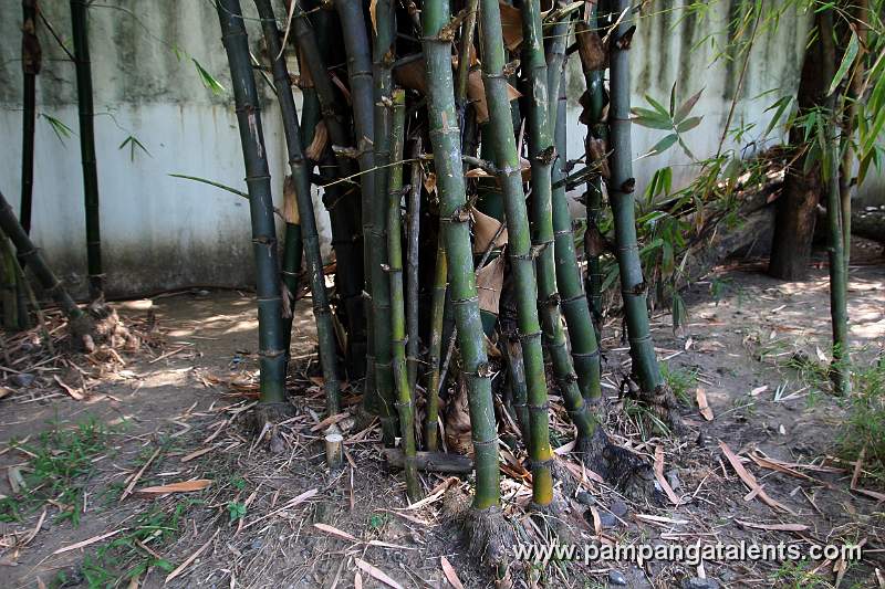 Bikal Bamboo (Dinochloa diffusum)