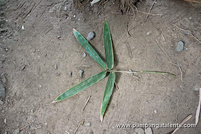 Buddha Bamboo Leaf (Bambusa tuldoides Ventricosa)