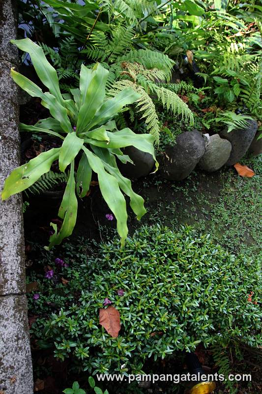 Garden of Puerta Real