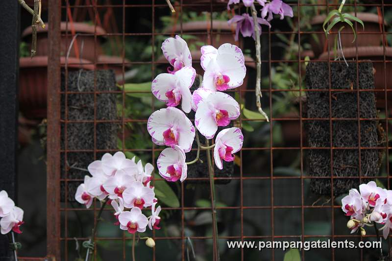 Brave Heart Orchids Flower Display in Quezon Memorial Circle.