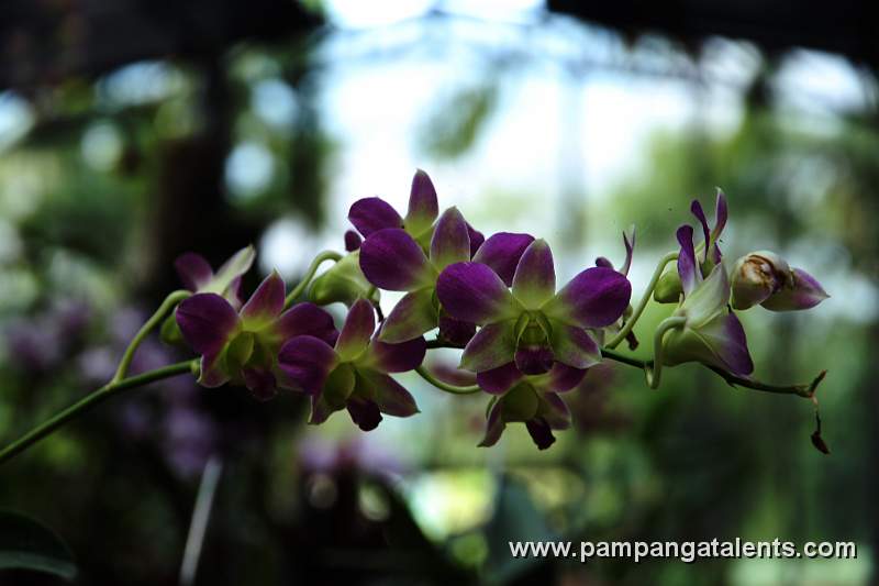 Dendrobium hybrid purple orchids flower in Quezon Memorial Circle Garden.