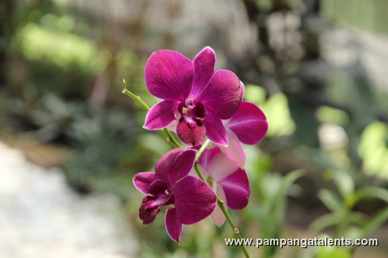 Purple hard-cane Dendrobium phalaenopsis in Quezon Memorial Circle Garden.