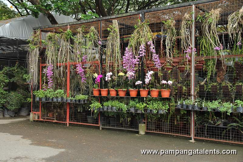 Orchids Display in Quezon Memorial Circle in Quezon City.