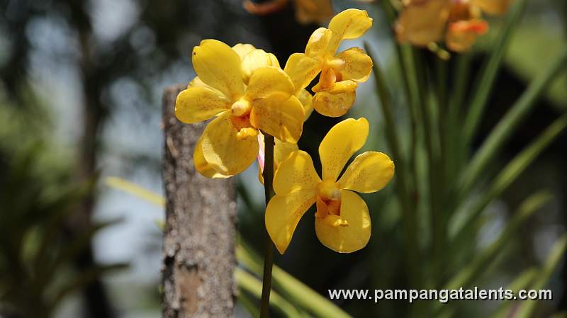 Pteroceras Longicalcarum (Philippine Endemic) orchids in Quezon Memorial Circle Garden.
