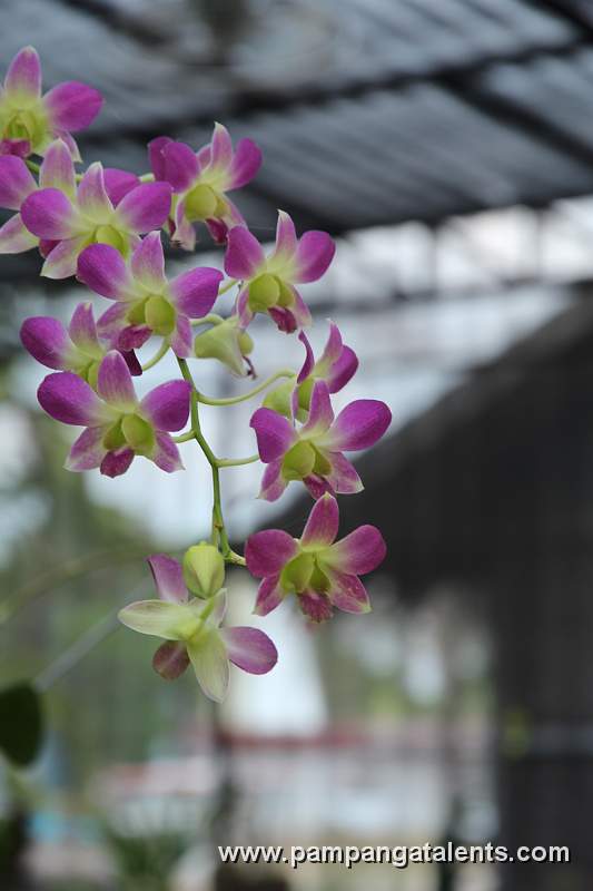 Orchids
