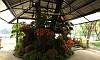 Tropical Plants Landscape inside Tropical Garden in Quezon Memorial Circle.  Location: Quezon City Circle – Manila Philippines