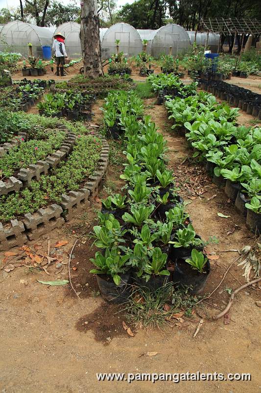 Arugula or Rocket Lettuce in Joy of Urban Farming Garden found in Quezon Memorial Circle.