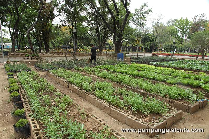 The Joy of Urban Farming Garden in Quezon Memorial Circle.
