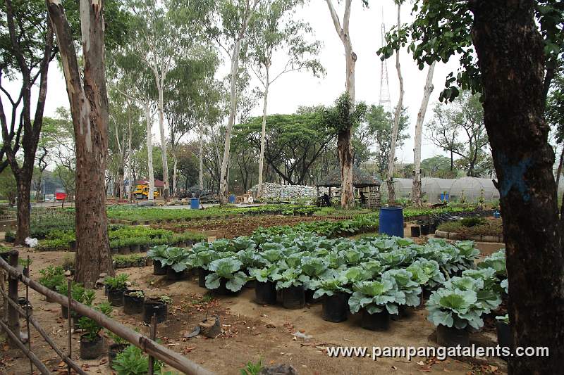 Iceberg Lettuce in Joy of Urban Farming Garden in Quezon Memorial Circle.