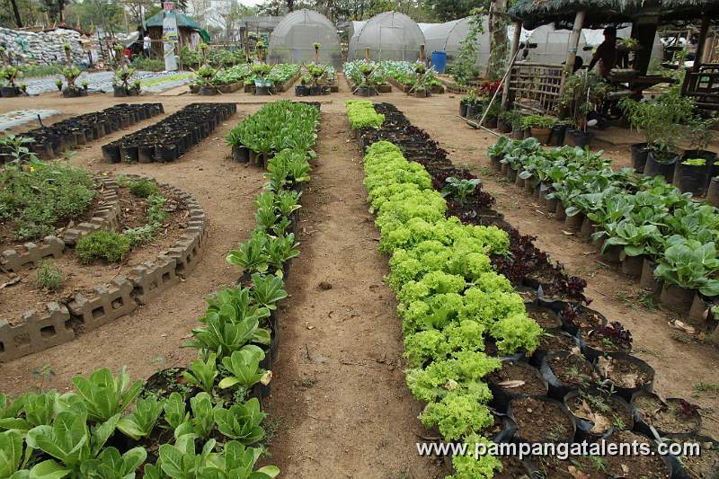 Assorted Organic Lettuce Farming with Green Houses in Background in Quezon Memorial Circle.