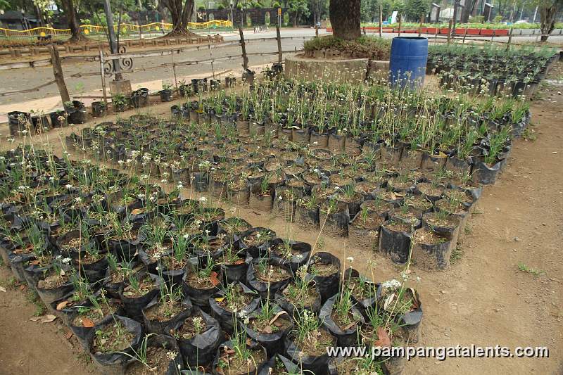 Organic Chives Farming in Quezon Memorial Circle.