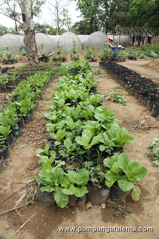 Organic Native Pechay in Urban Farming Garden in Quezon Memorial Circle.