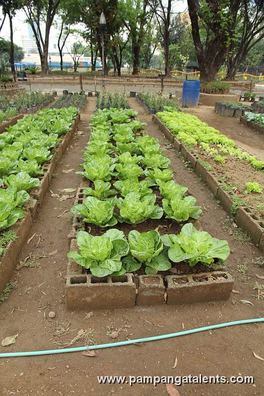Organic Romaine Lettuce on Garden Plot in Quezon Memorial Circle.