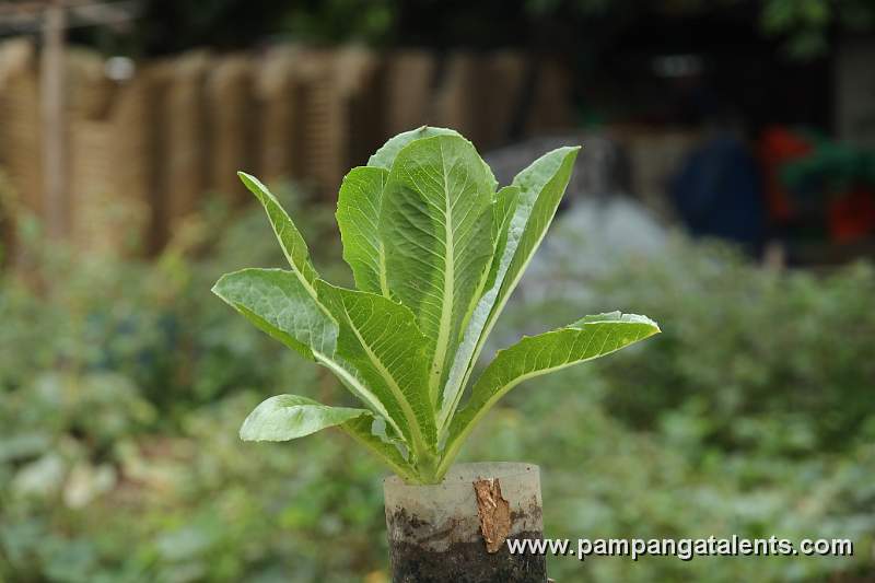 Romaine Lettuce Planted on Cutted Plastic Bottle in Urban Farming Garden in Quezon Memorial Circle.