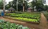 Organic Lettuce Garden in Joy of Urban Farming.  Location: Quezon City Circle – Manila Philippines