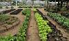 Assorted Organic Lettuce Farming with Green Houses in Background in Quezon Memorial Circle.  Location: Quezon City Circle – Manila Philippines.