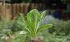 Romaine Lettuce Planted on Cutted Plastic Bottle in Urban Farming Garden in Quezon Memorial Circle.  Location: Quezon City Circle – Manila Philippines.