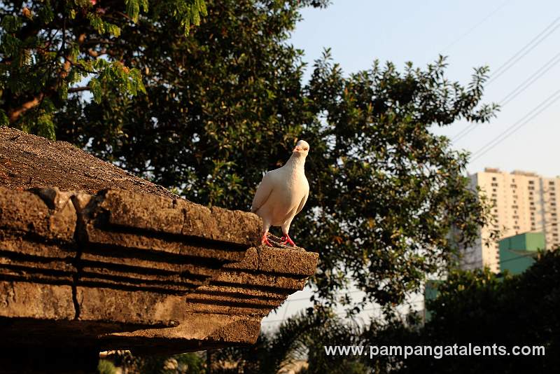 Dove on the Post