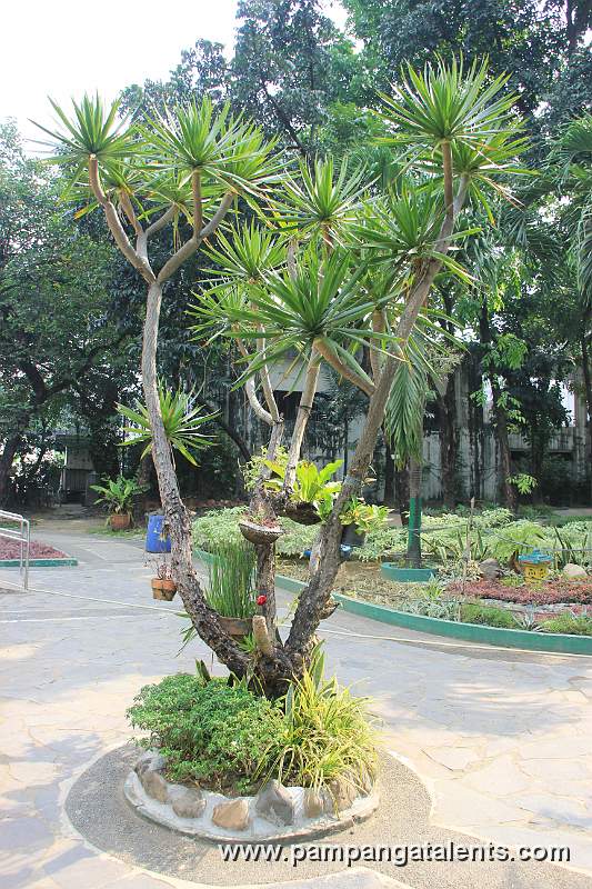 Chinese garden Manila