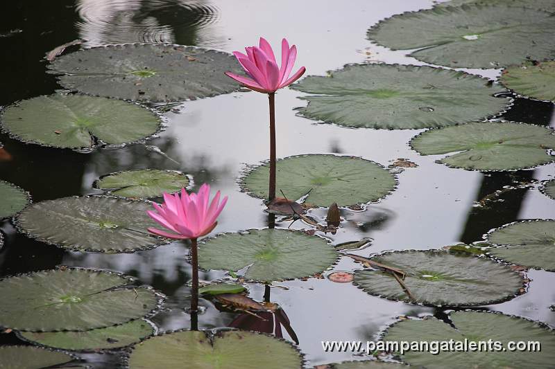 Water lily