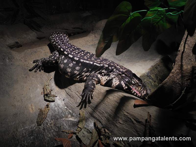 Argentine Black & White Tegu