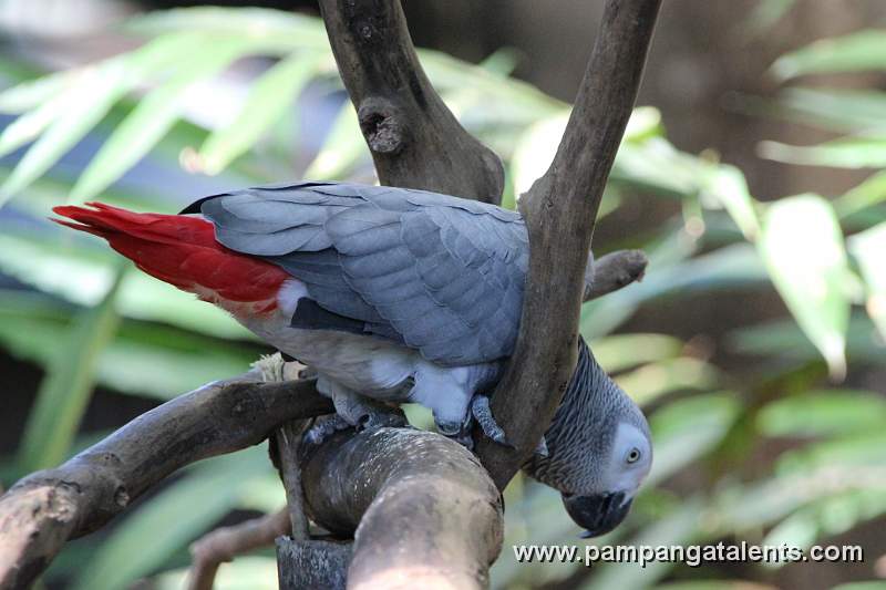African Grey Parrot - Psittacus erithacus