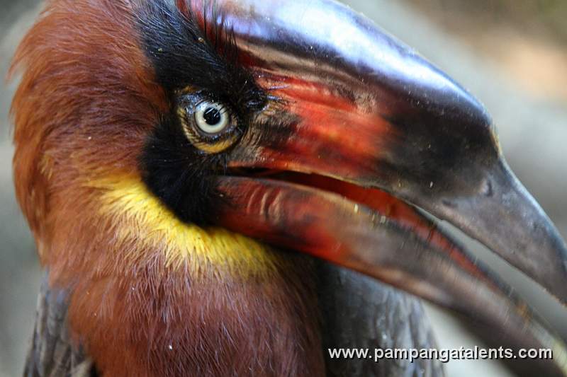 Rufous Hornbill (Buceros hydrocorax) - Philippine Hornbill / Locally: Kalaw (pronounced kah-lau)