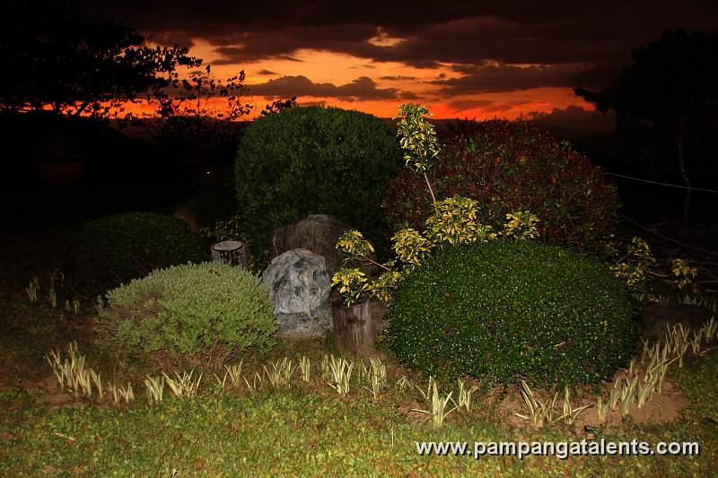 Bunch of Shaped Plants