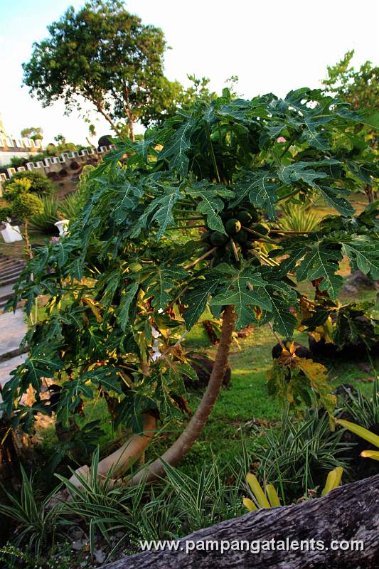 Papaya Tree