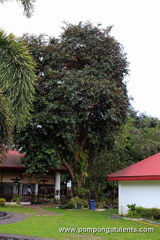 Garden (Mt. Pinatubo Trip Registrations Office)