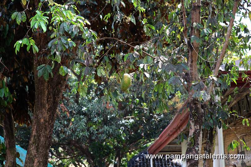 Guyabano - Soursop (Mt. Pinatubo Trip Registrations Office)