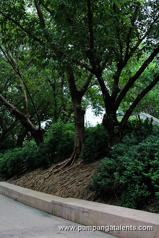 Rooted trees