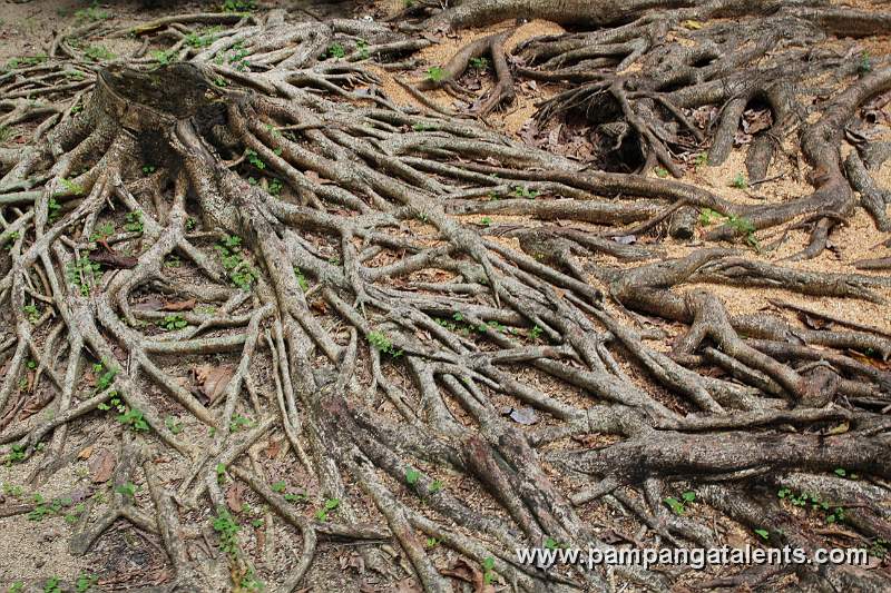 Roots